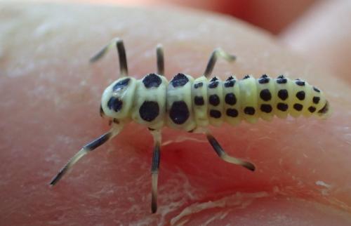 Réf. 317 436 : Calvia decemguttata